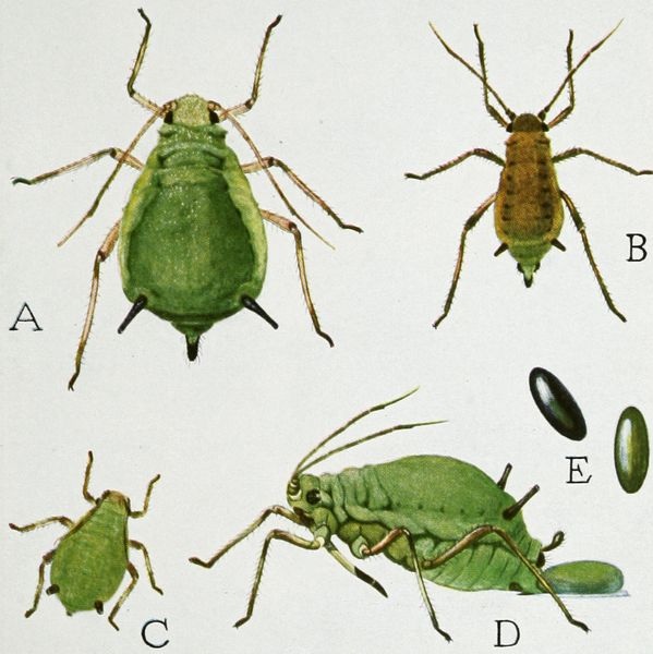 Green apple aphid (Aphis pomi)