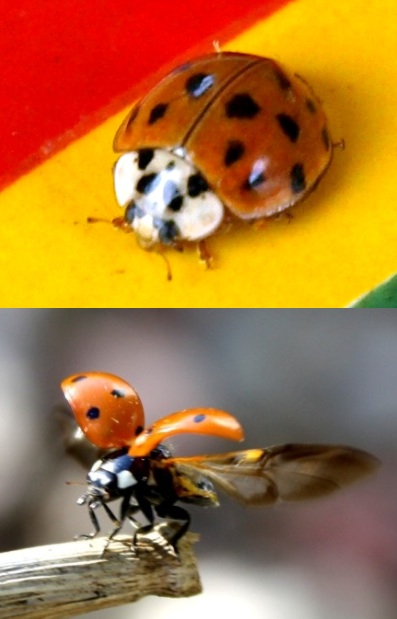 Ladybugs with and without wings exposed
