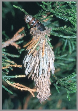 Bagworm