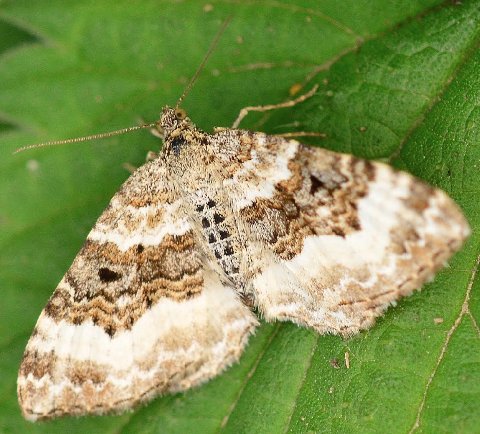 Common Carpet Moth (Epirrhoe alternata)