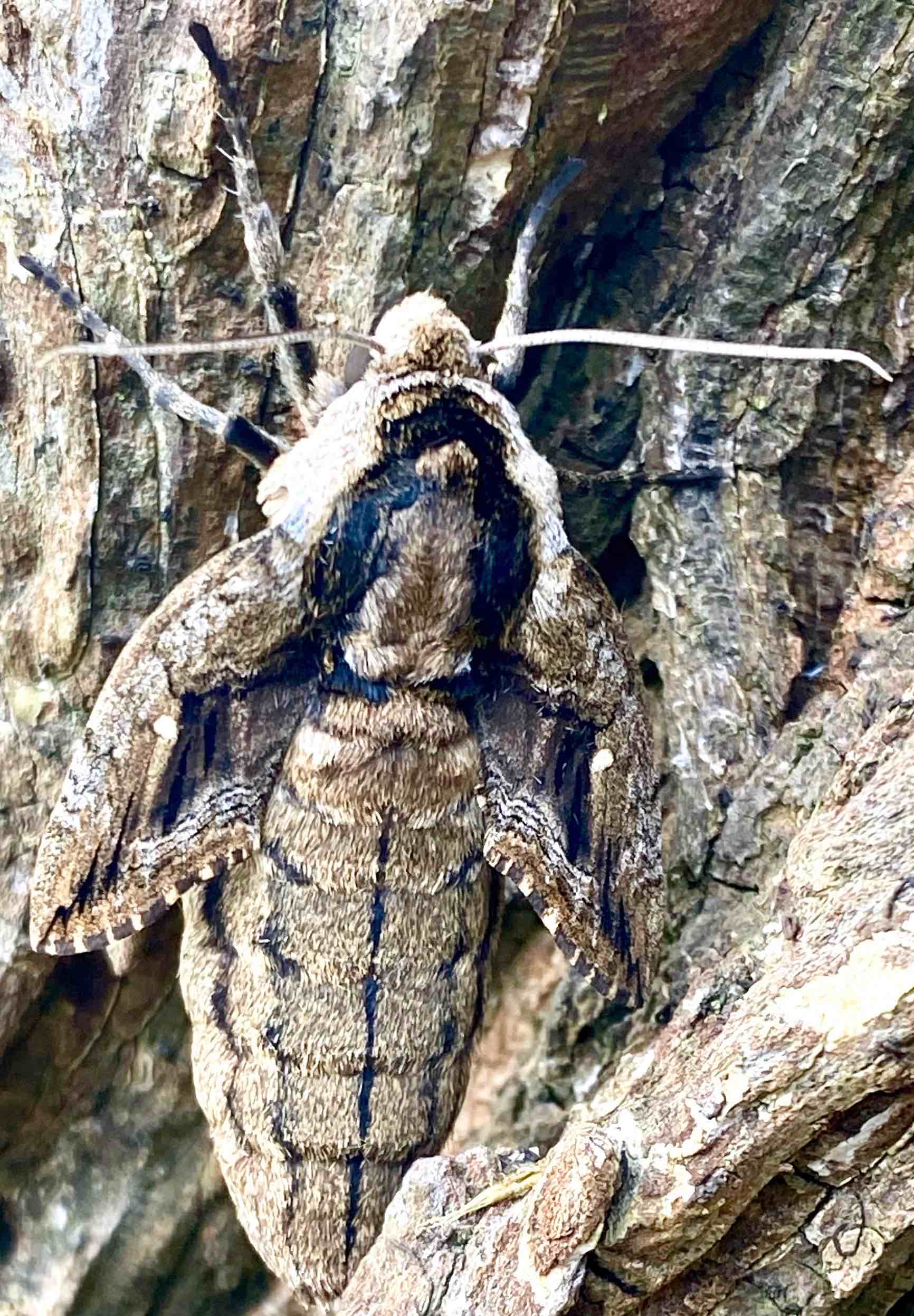 Elm Sphinx Moth (Ceratomia amyntor)