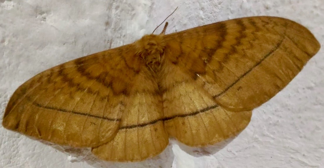 Monkey moth (Eupterote spp.)