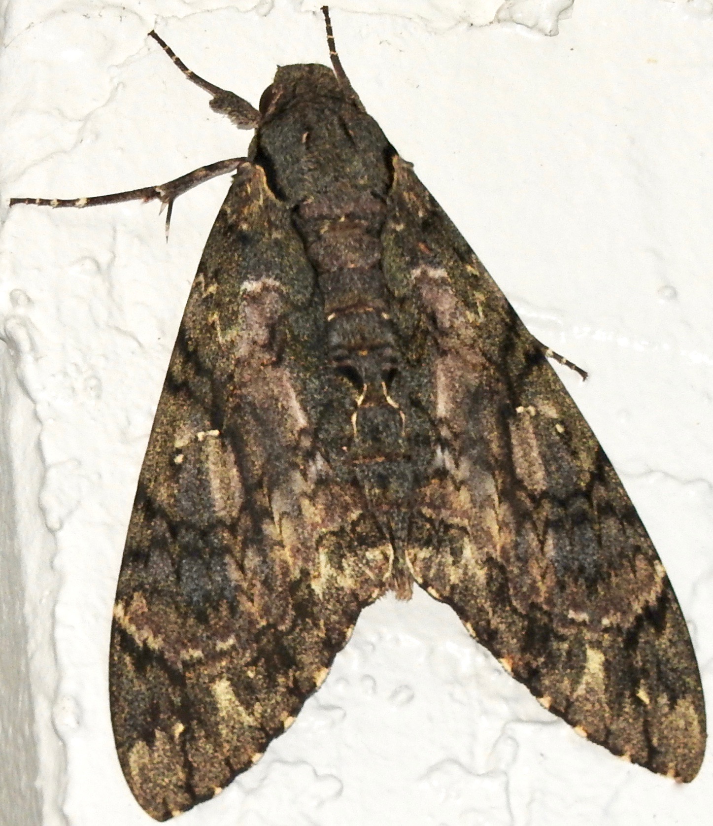 Giant sphinx moth (Cocytius antaeus)