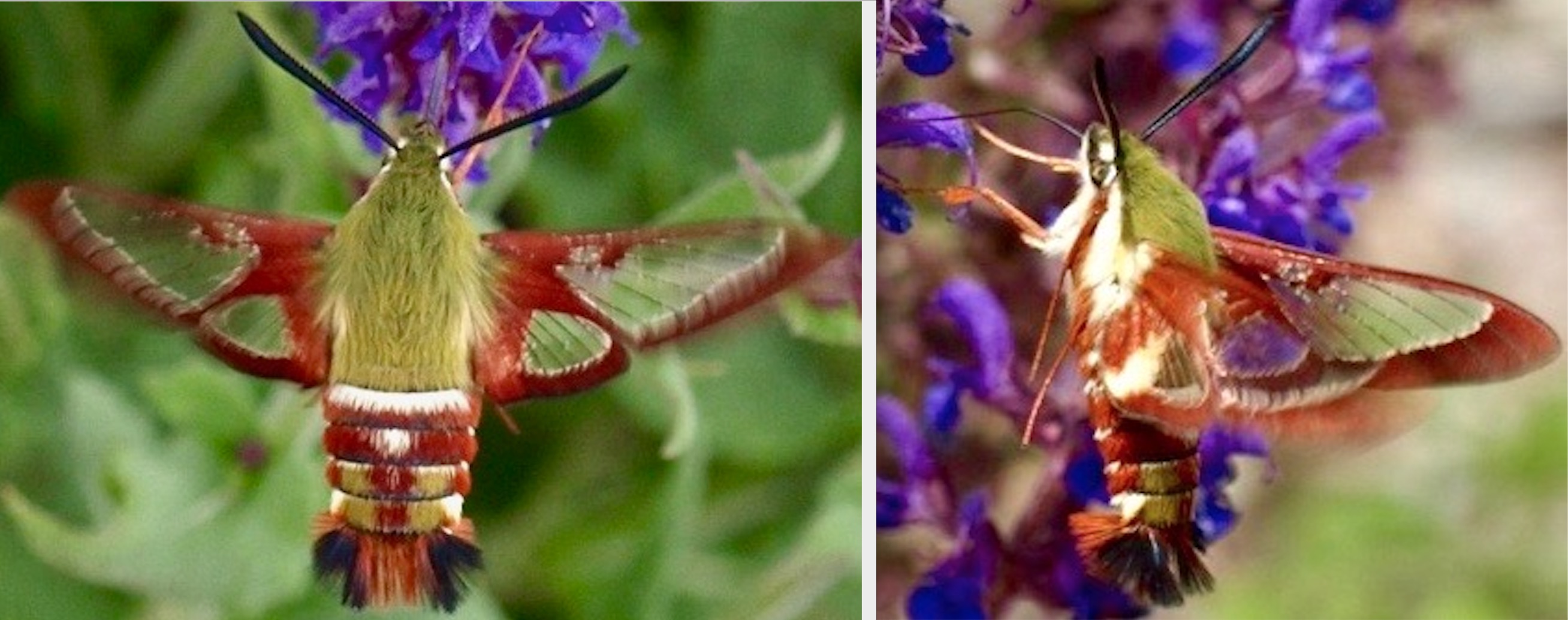 Slender Clearwing Moth (<i>Hemaris gracilis</i>)
