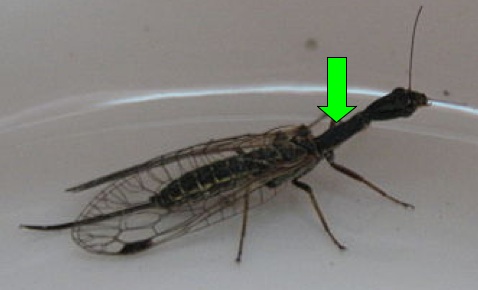 Snakefly