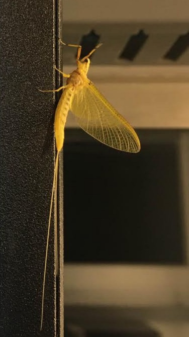 Subimago mayfly