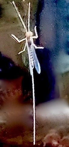 Small Minnow Mayfly (Baetidae)
