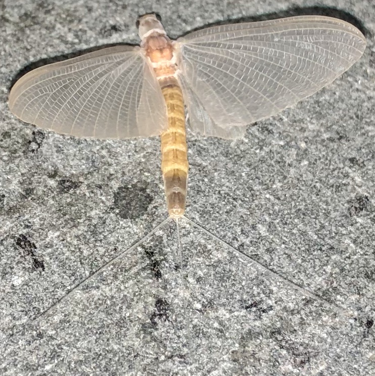 Pale Burrower Mayfly, Ephoron virgo