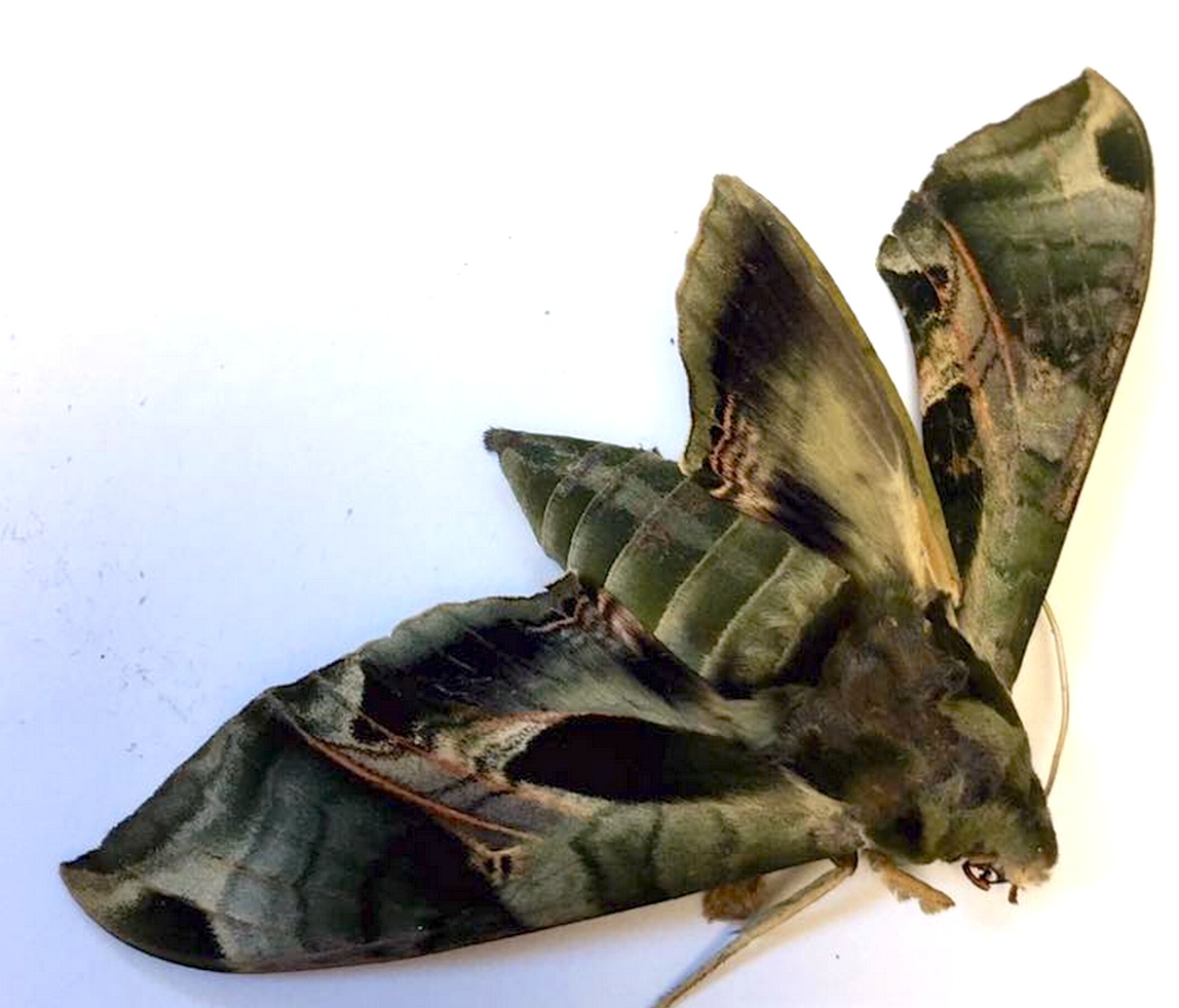 Pandorus Sphinx Moth (Eumorpha pandorus)