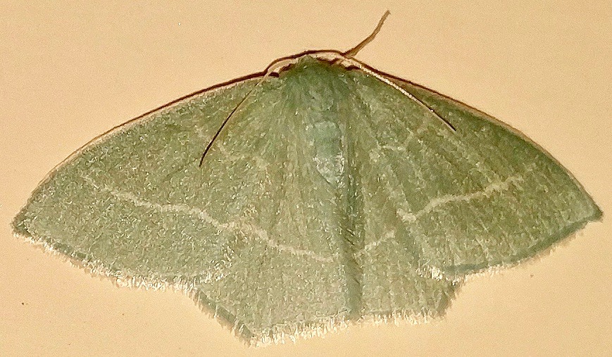 Geometrid moth, Thalassodes or Pelagodes spp.