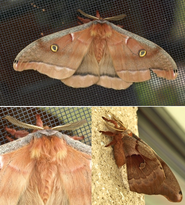 Polyphemus Moth (<i>Anthera polyphemus</i>)