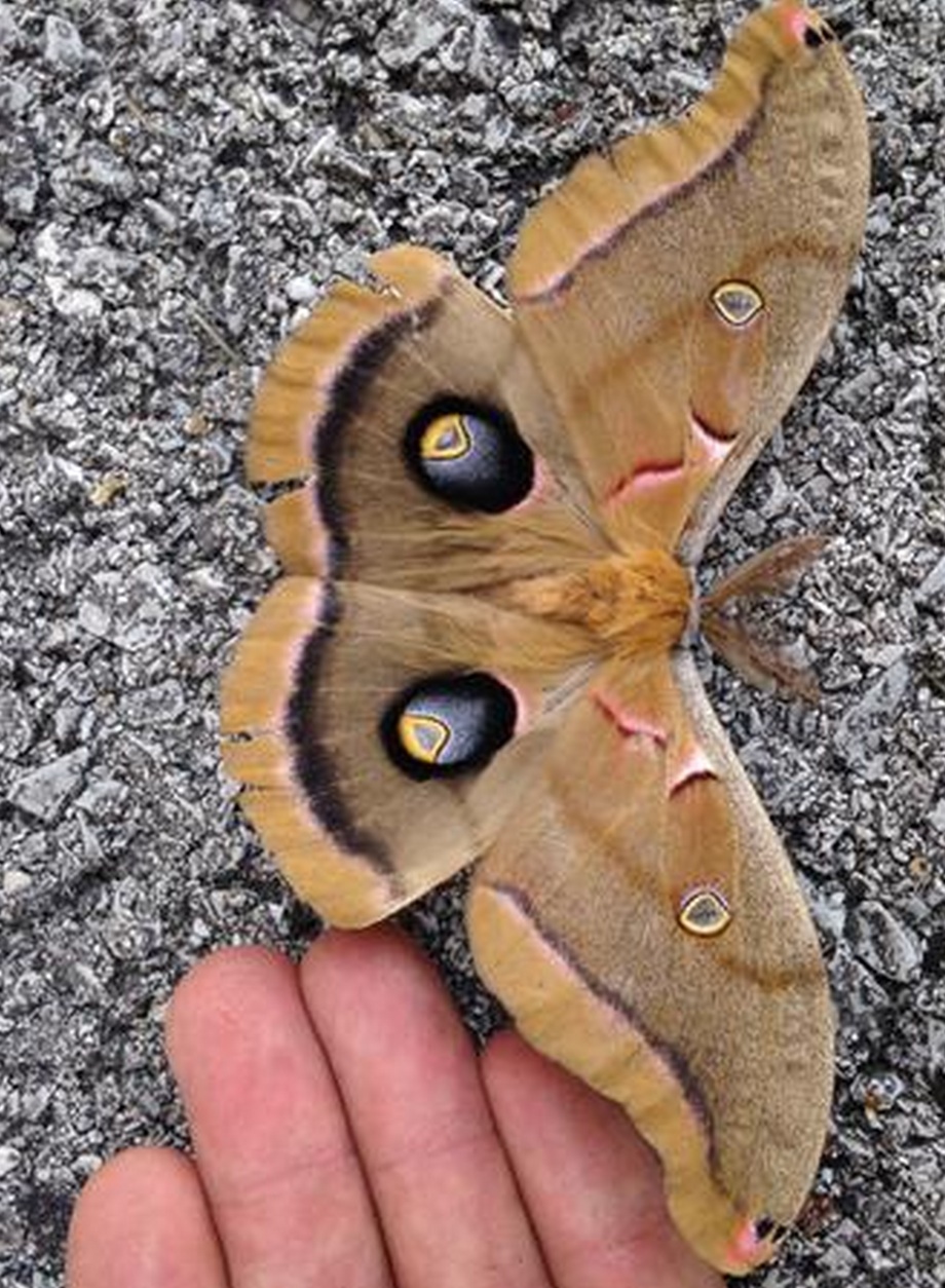 Polyphemus Moth (<i>Anthera polyphemus</i>)