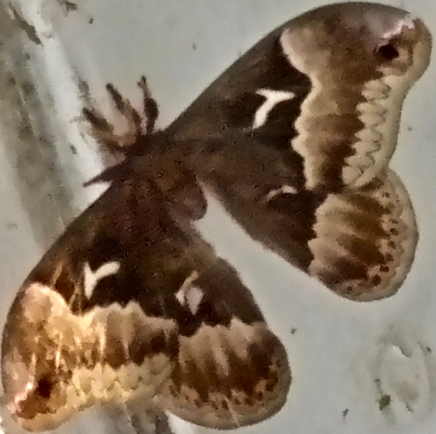 Promethea Moth (Callosamia promethea)