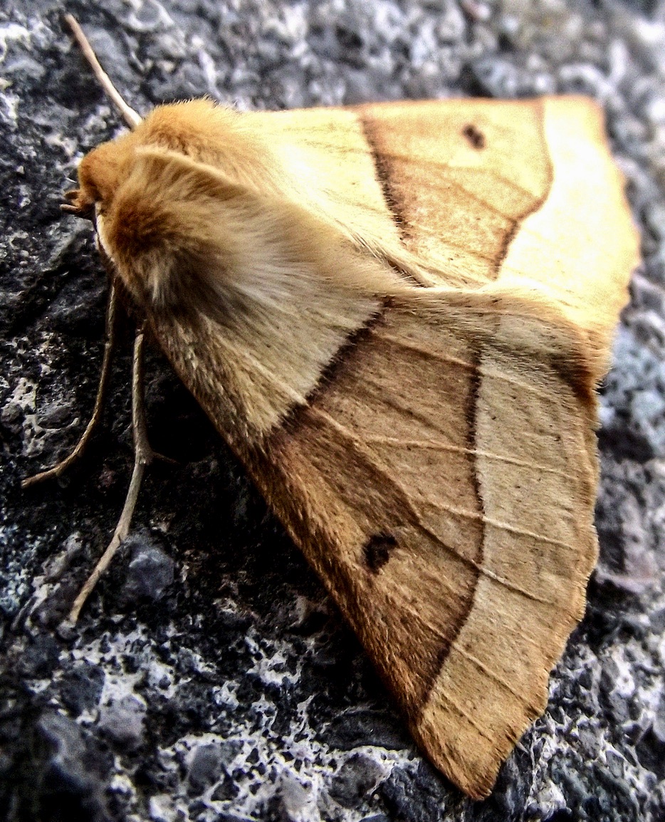 Scalloped Oak Moth (Crocallis elinguaria)