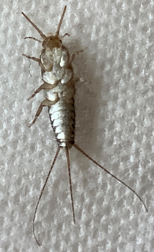 Silverfish