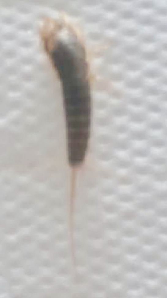 Silverfish