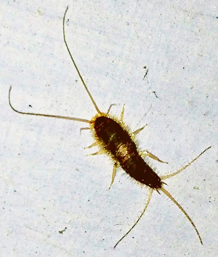 Silverfish