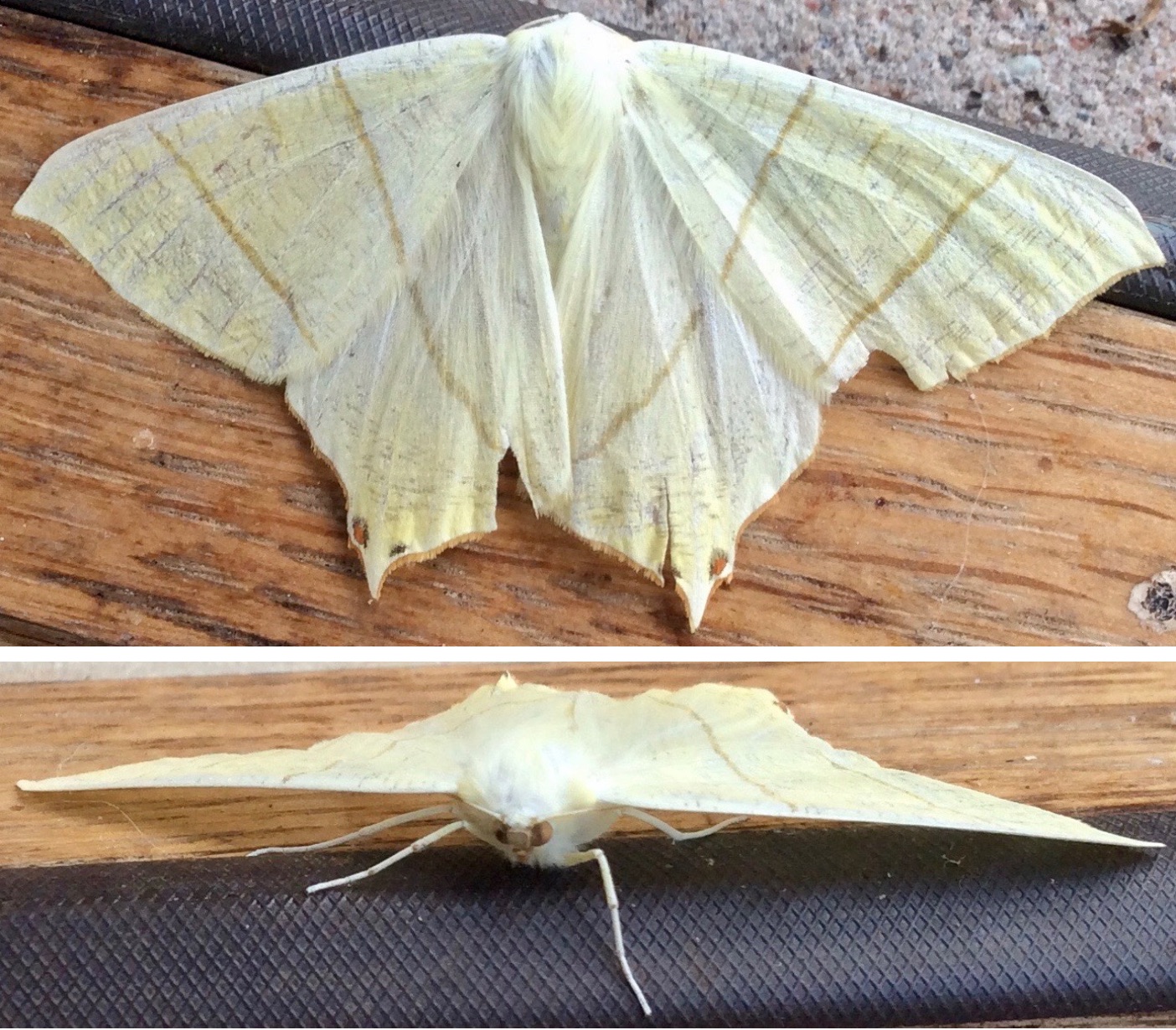 Swallow-Tailed Moth (Ourapteryx sambucaria)