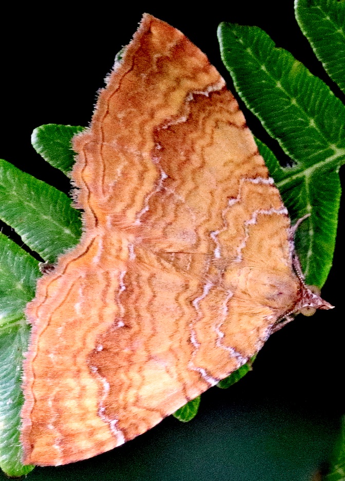 Yellow Shell Moth (Camptogramma bilineata)